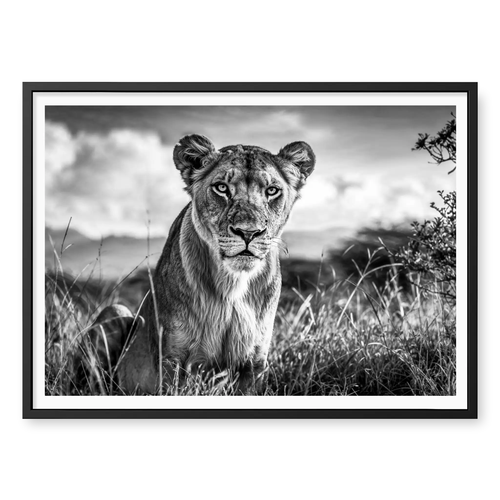 Lioness sitting in tall grass looking directly at camera, black and white art print titled Aphrodite in black frame