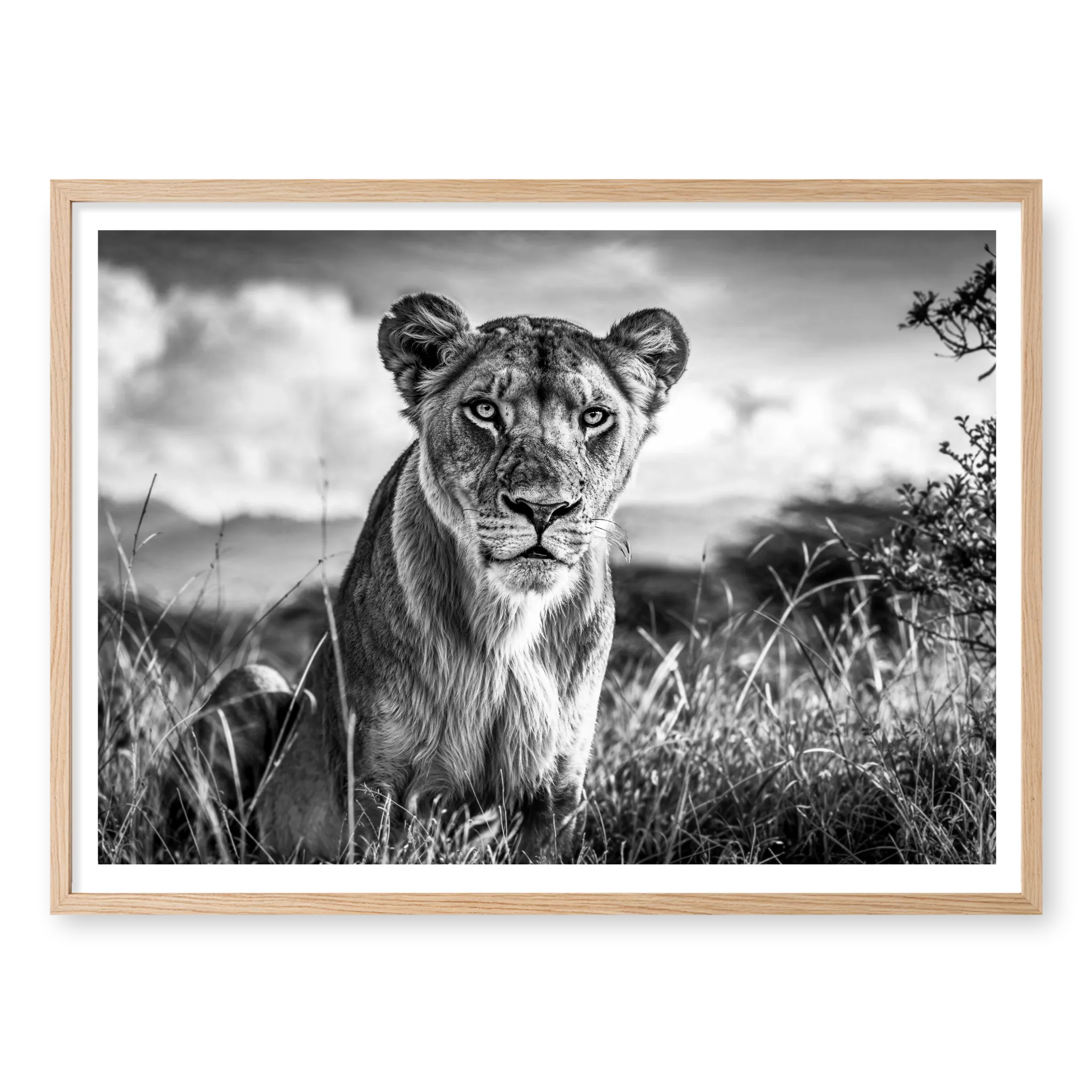 Lioness sitting in tall grass looking directly at camera, black and white art print titled Aphrodite in natural oak frame