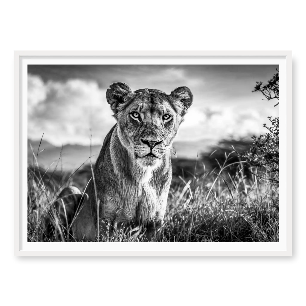 Lioness sitting in tall grass looking directly at camera, black and white art print titled Aphrodite in white frame