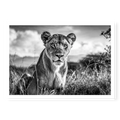 Lioness sitting in tall grass looking directly at camera, black and white art print titled Aphrodite