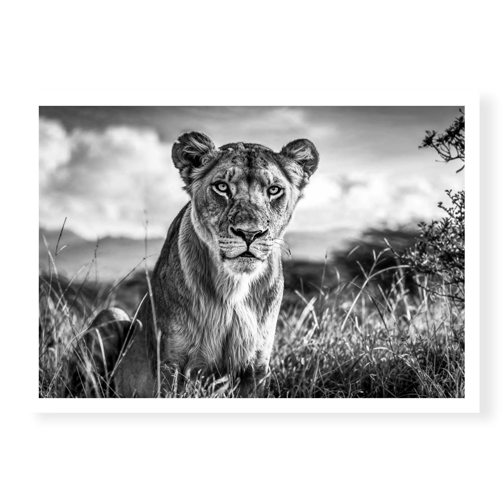 Lioness sitting in tall grass looking directly at camera, black and white art print titled Aphrodite