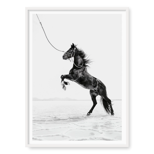Dark horse rearing on hind legs held by a rope against white salt flats, black and white art print titled Born Wild in white frame