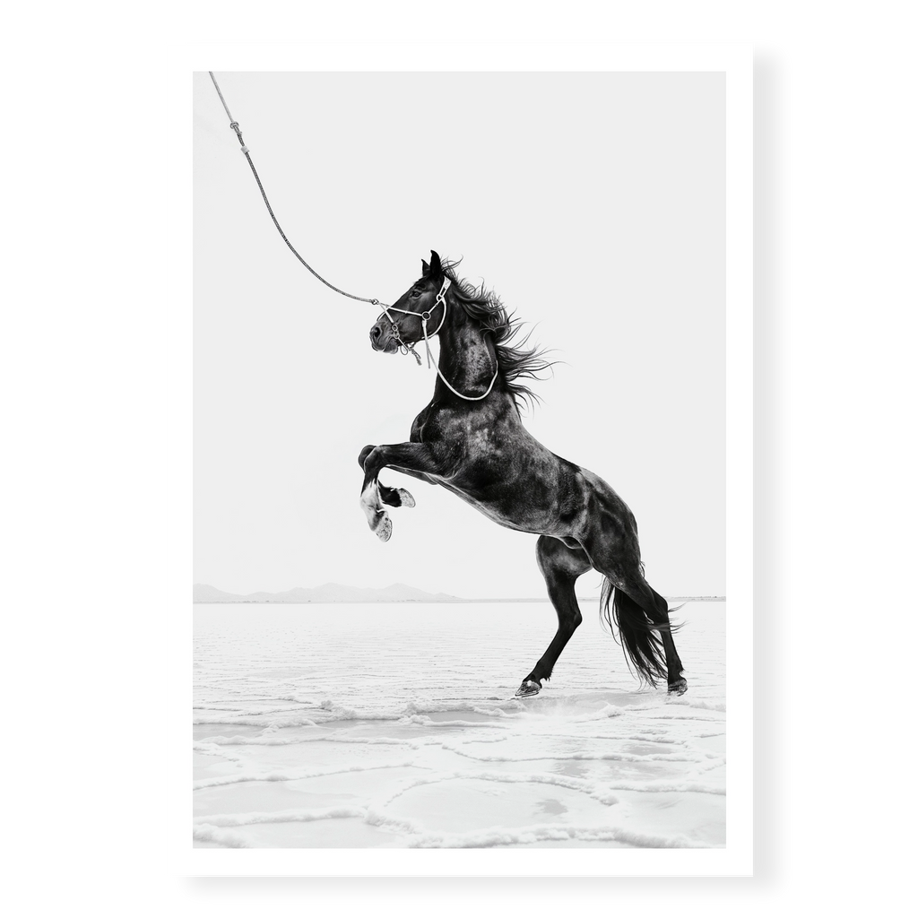 Dark horse rearing on hind legs held by a rope against white salt flats, black and white art print titled Born Wild