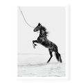 Dark horse rearing on hind legs held by a rope against white salt flats, black and white art print titled Born Wild