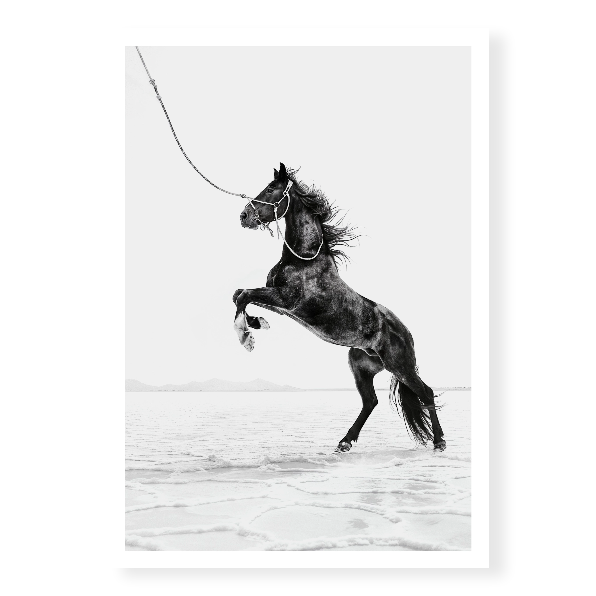 Dark horse rearing on hind legs held by a rope against white salt flats, black and white art print titled Born Wild