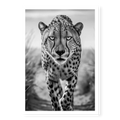 Cheetah walking directly towards camera with intense gaze, black and white art print titled Celeritas