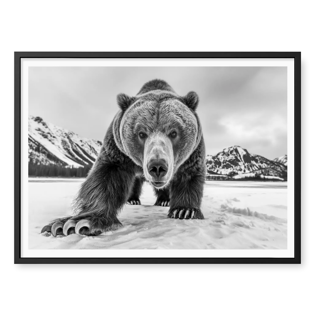 Grizzly bear walking towards camera in a snowy landscape with mountains, black and white art print titled Curiosity in black frame