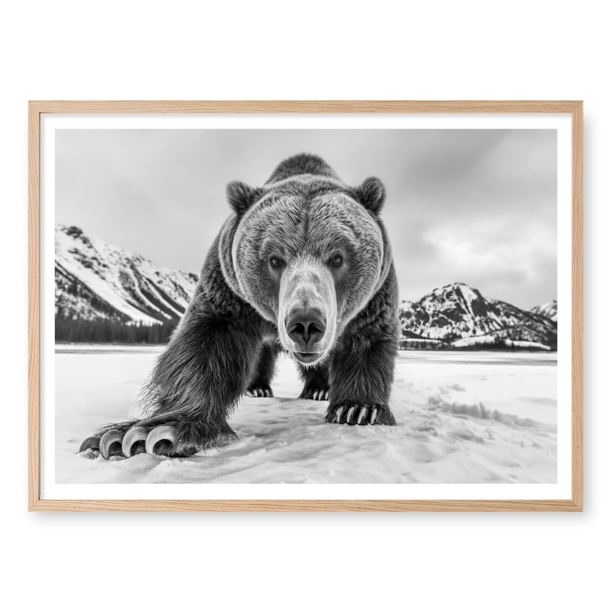 Grizzly bear walking towards camera in a snowy landscape with mountains, black and white art print titled Curiosity in natural oak frame