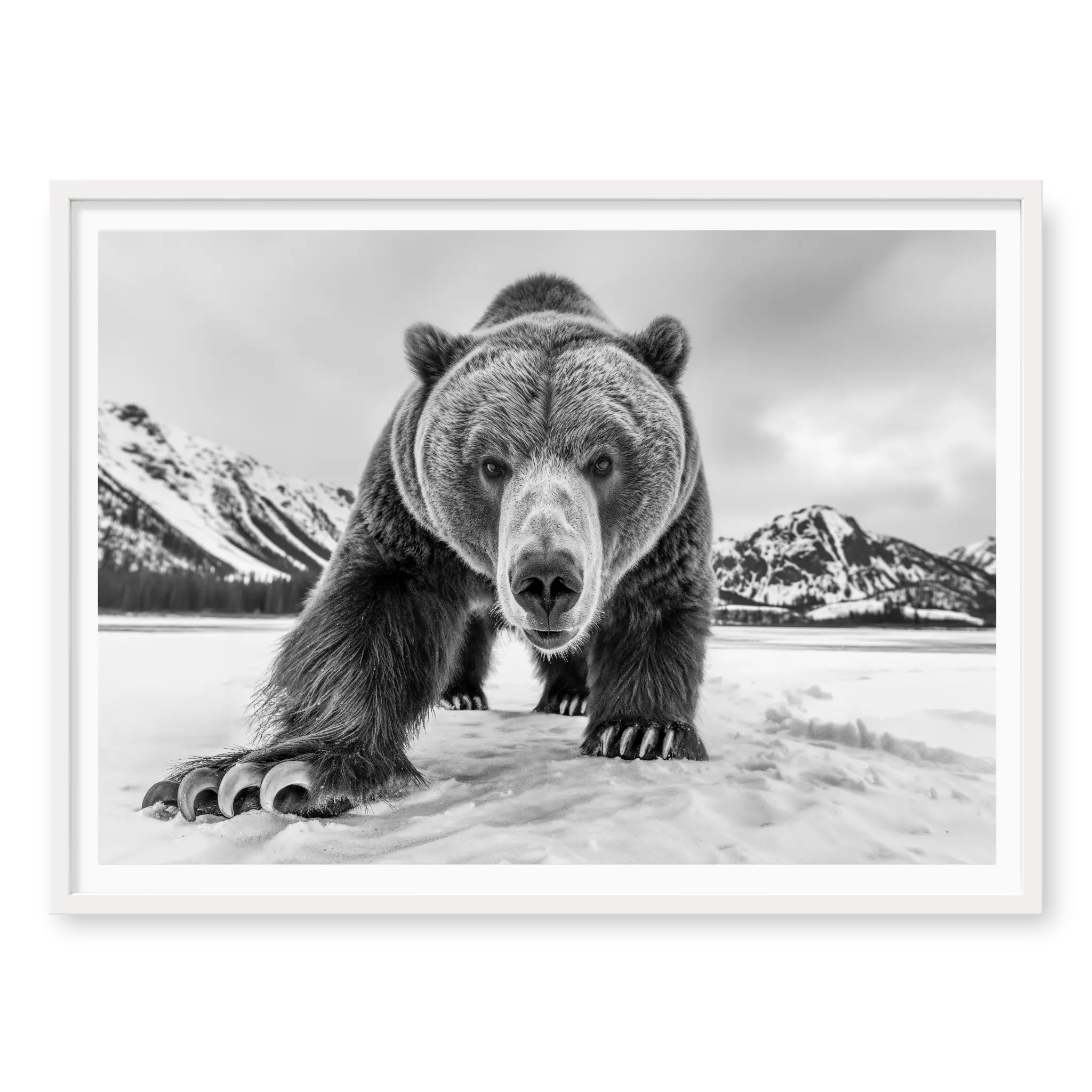 Grizzly bear walking towards camera in a snowy landscape with mountains, black and white art print titled Curiosity in white frame