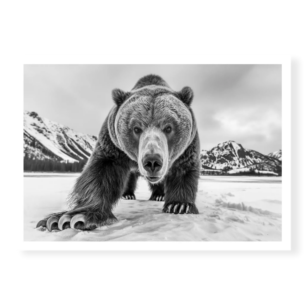 Grizzly bear walking towards camera in a snowy landscape with mountains, black and white art print titled Curiosity