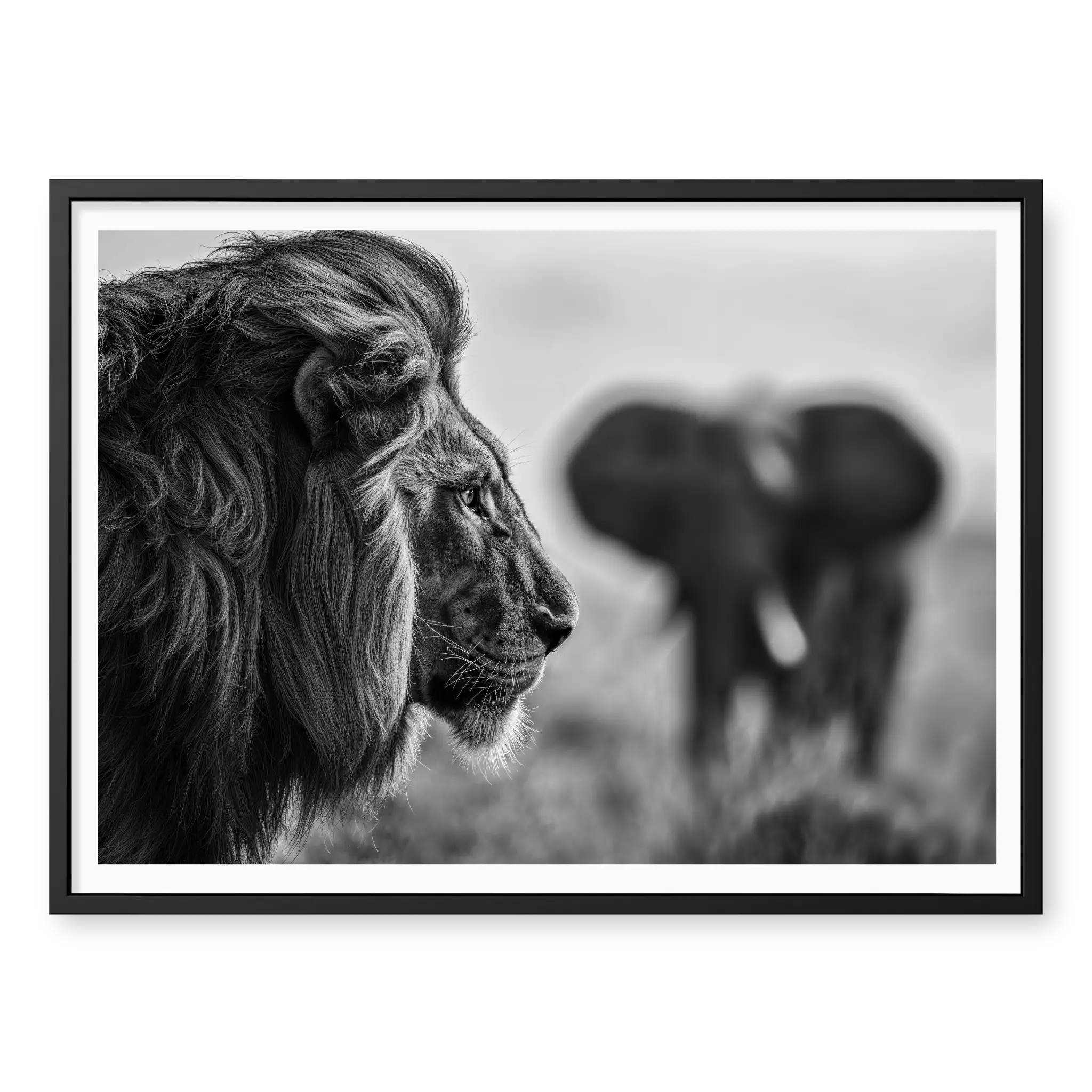Close-up profile of a male lion looking to the right with a blurred elephant in the background, black and white art print titled Intellectus in black frame