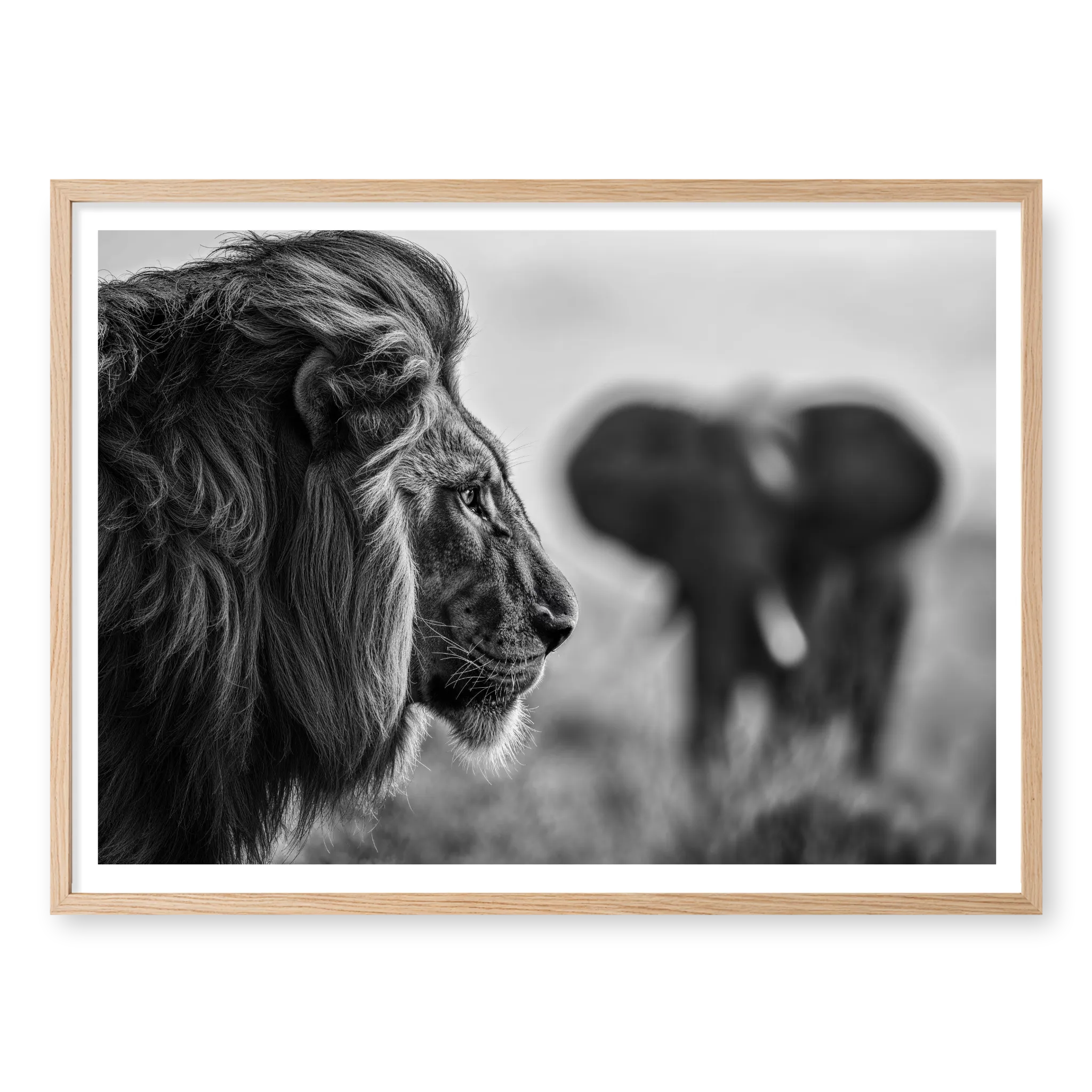 Close-up profile of a male lion looking to the right with a blurred elephant in the background, black and white art print titled Intellectus in natural oak frame