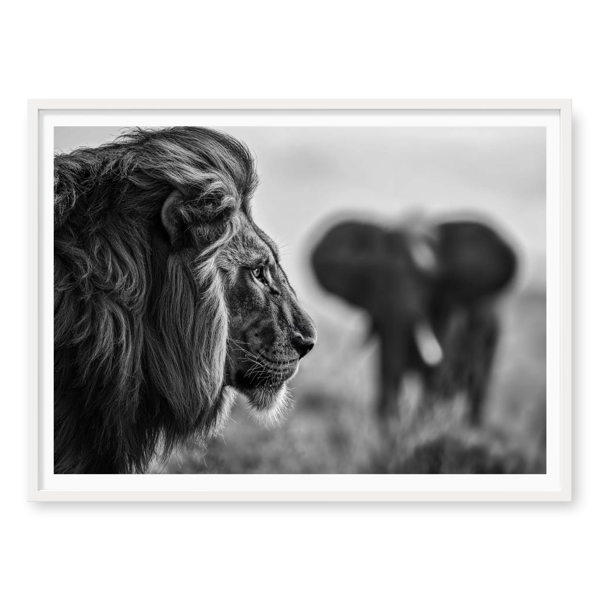 Close-up profile of a male lion looking to the right with a blurred elephant in the background, black and white art print titled Intellectus in white frame
