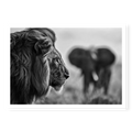Close-up profile of a male lion looking to the right with a blurred elephant in the background, black and white art print titled Intellectus