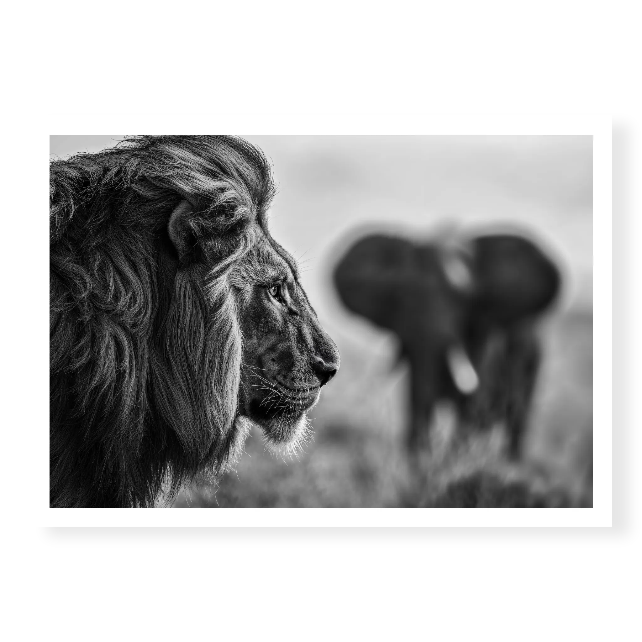 Close-up profile of a male lion looking to the right with a blurred elephant in the background, black and white art print titled Intellectus