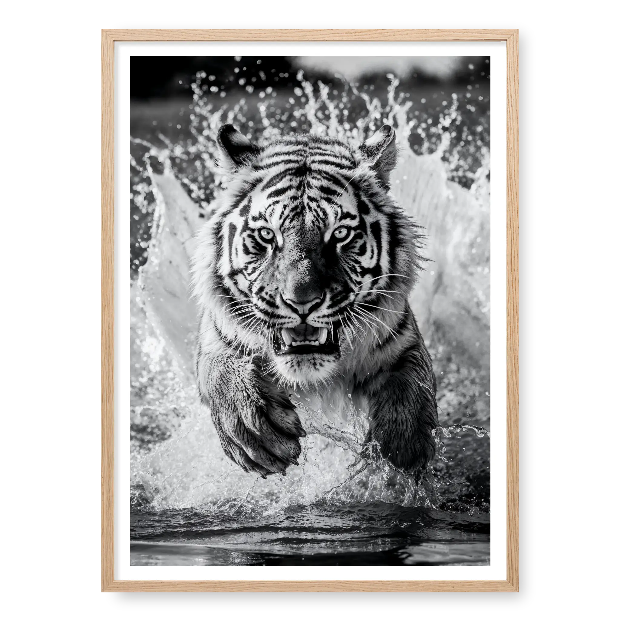 Tiger charging directly towards the camera creating massive water splashes, black and white art print titled Kahn in natural oak frame