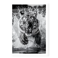 Tiger charging directly towards the camera creating massive water splashes, black and white art print titled Kahn