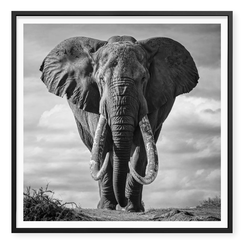 Massive African elephant with huge curved tusks facing directly at camera against a cloudy sky, black and white art print titled Kratos in black frame