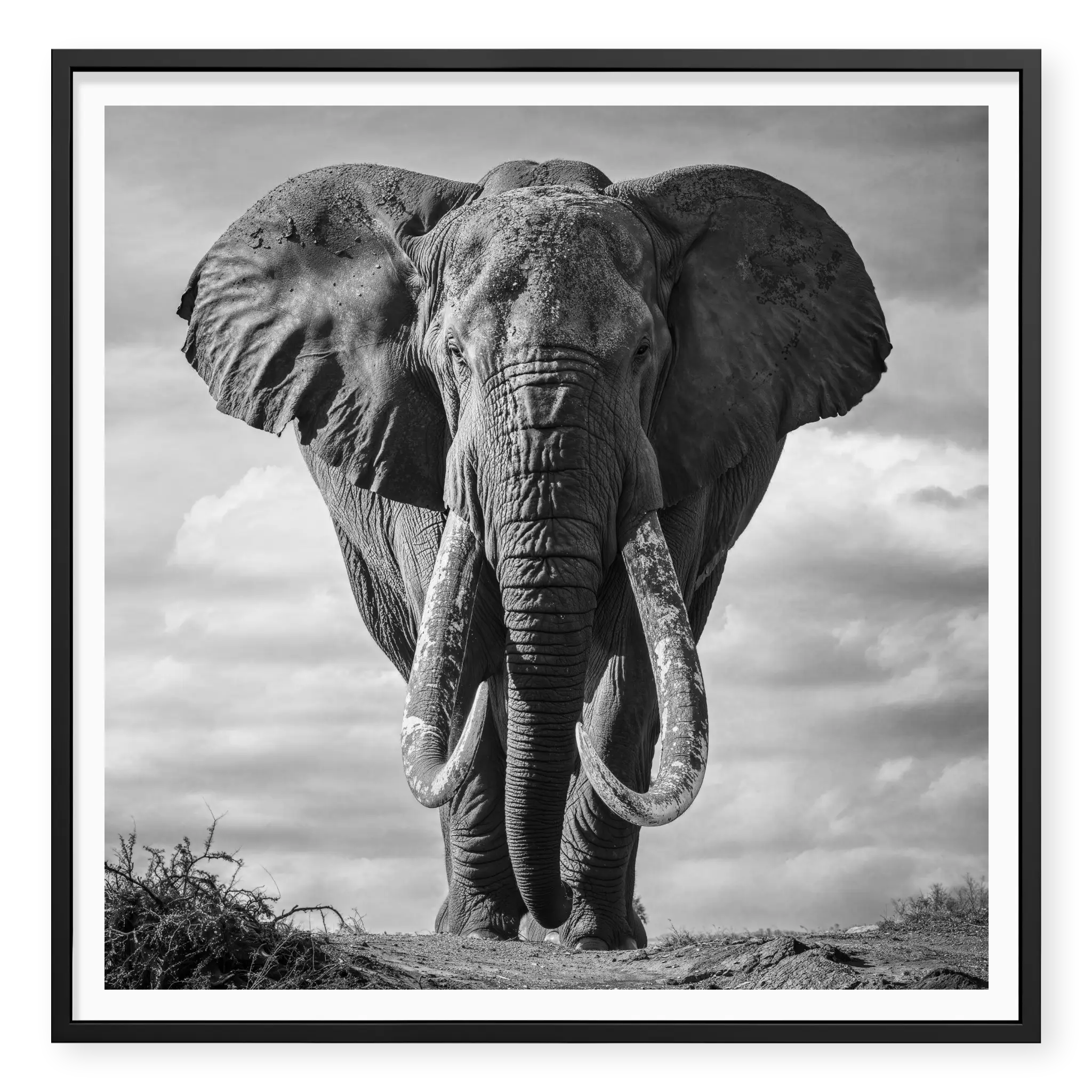 Massive African elephant with huge curved tusks facing directly at camera against a cloudy sky, black and white art print titled Kratos in black frame