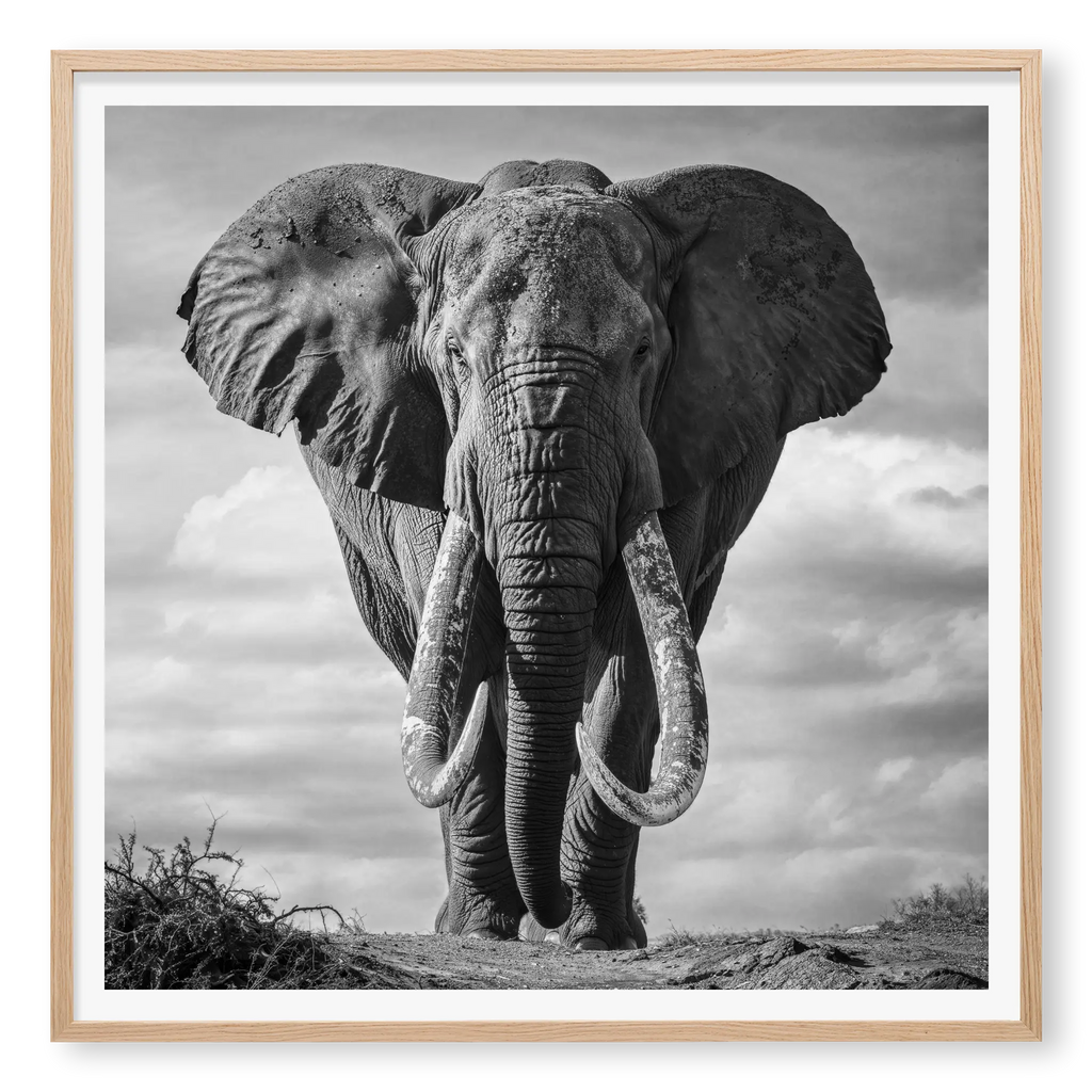 Massive African elephant with huge curved tusks facing directly at camera against a cloudy sky, black and white art print titled Kratos in natural oak frame