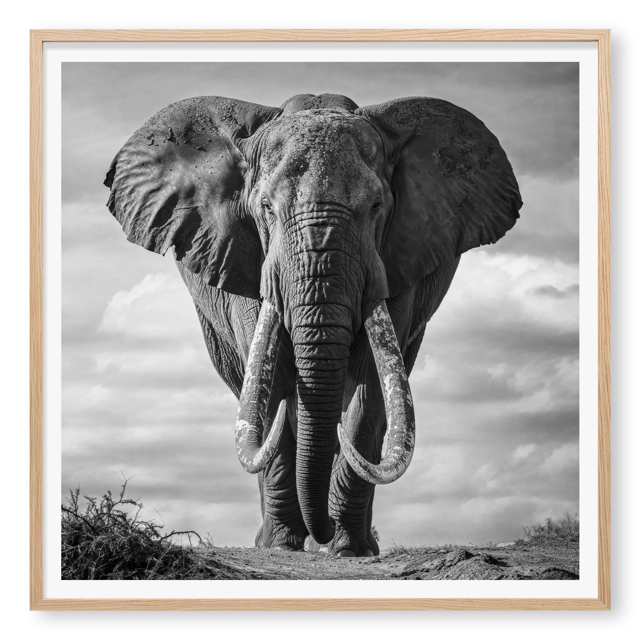 Massive African elephant with huge curved tusks facing directly at camera against a cloudy sky, black and white art print titled Kratos in natural oak frame