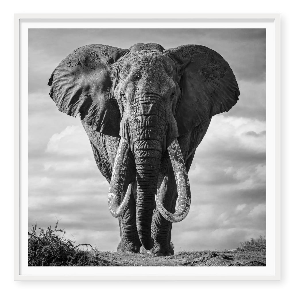 Massive African elephant with huge curved tusks facing directly at camera against a cloudy sky, black and white art print titled Kratos in white frame