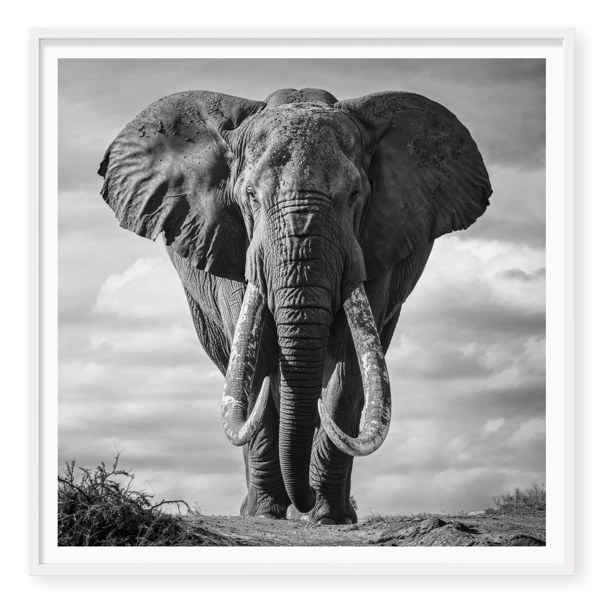 Massive African elephant with huge curved tusks facing directly at camera against a cloudy sky, black and white art print titled Kratos in white frame