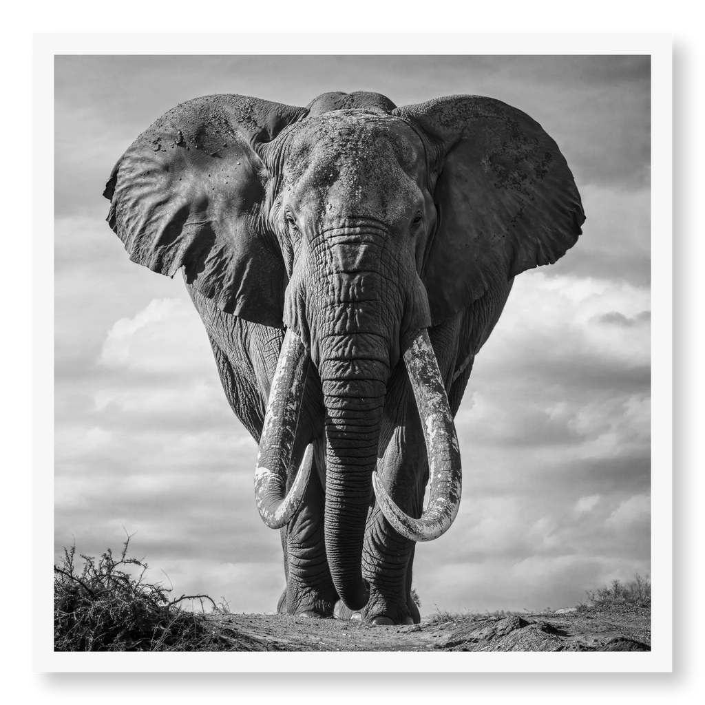 Massive African elephant with huge curved tusks facing directly at camera against a cloudy sky, black and white art print titled Kratos