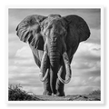 Massive African elephant with huge curved tusks facing directly at camera against a cloudy sky, black and white art print titled Kratos