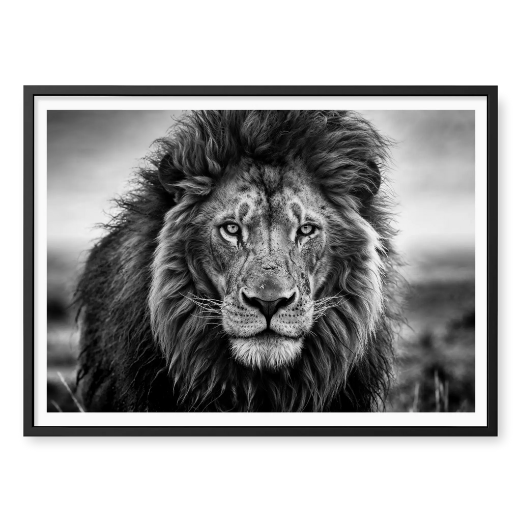 Close-up front-facing portrait of a male lion with a thick mane looking directly at the camera, black and white art print titled Leo in black frame