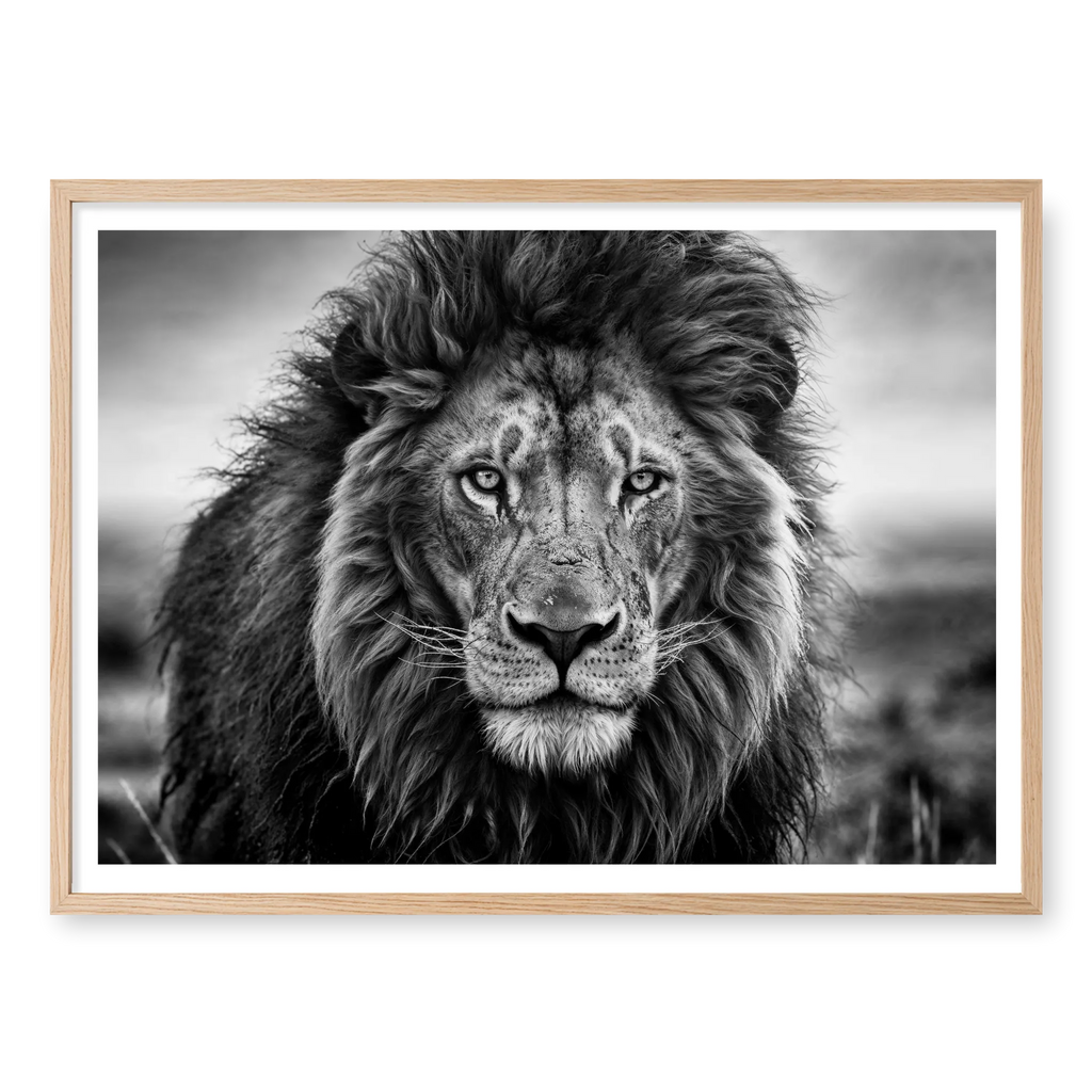 Close-up front-facing portrait of a male lion with a thick mane looking directly at the camera, black and white art print titled Leo in natural oak frame
