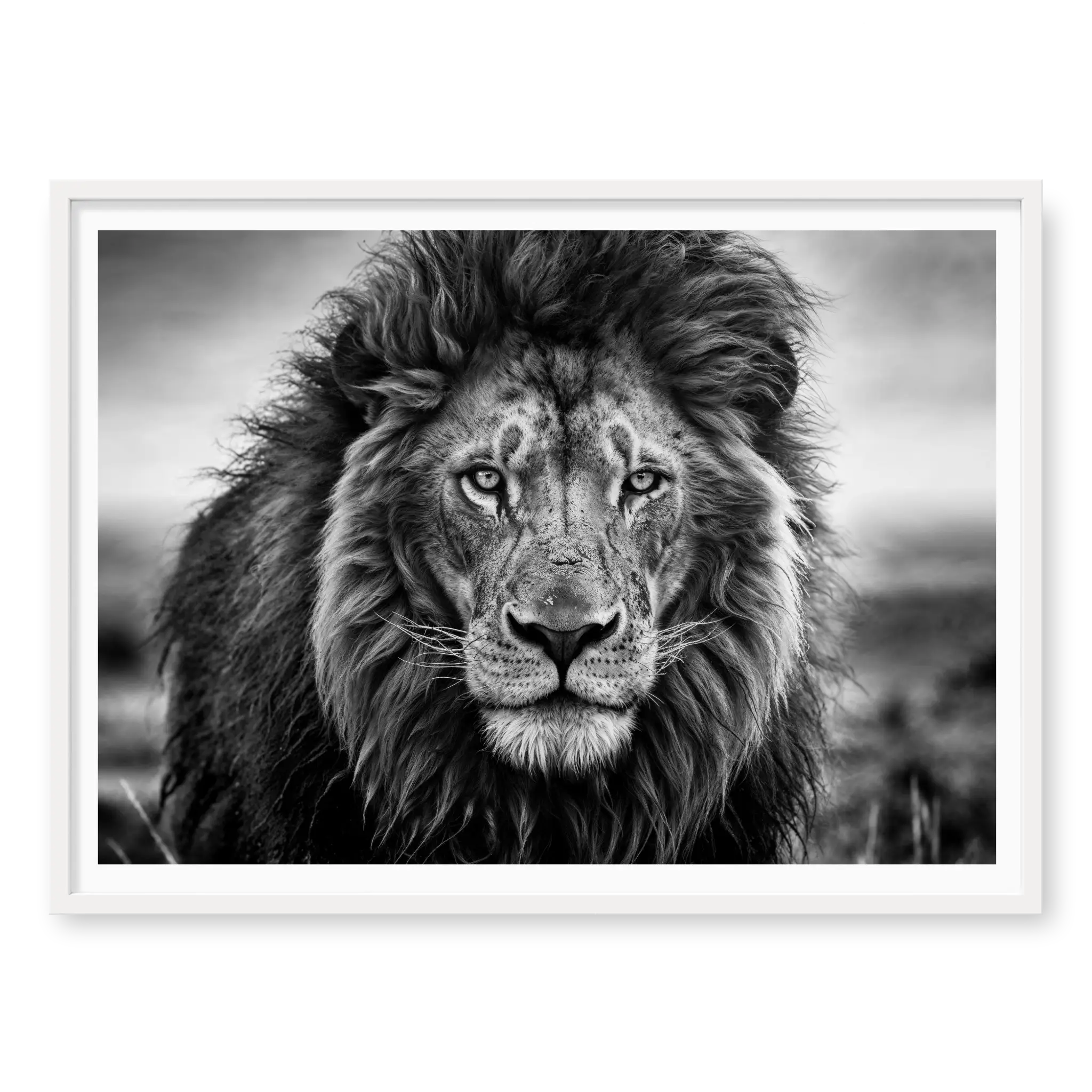 Close-up front-facing portrait of a male lion with a thick mane looking directly at the camera, black and white art print titled Leo in white frame