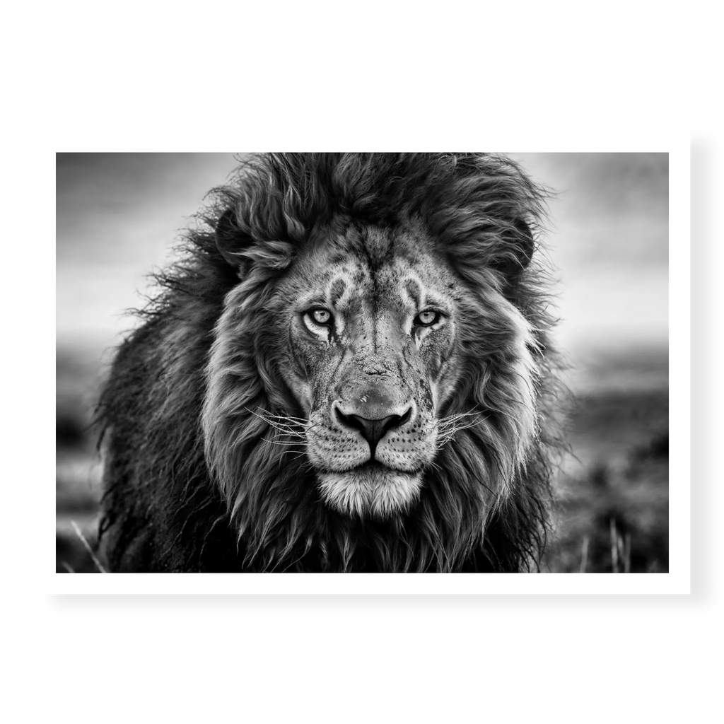 Close-up front-facing portrait of a male lion with a thick mane looking directly at the camera, black and white art print titled Leo