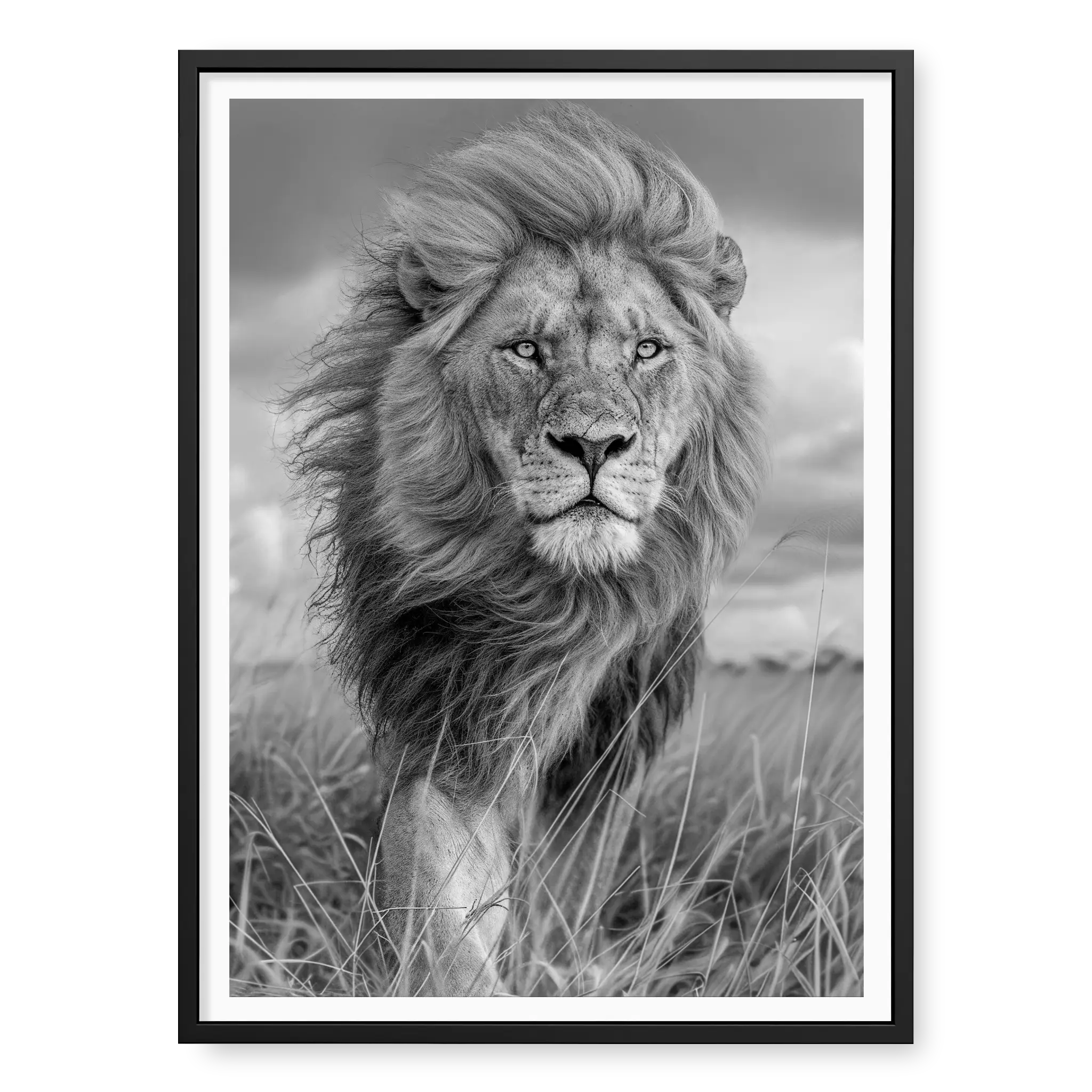 Portrait of a male lion with a thick mane looking stoic and regal, black and white art print titled Majesty in black frame