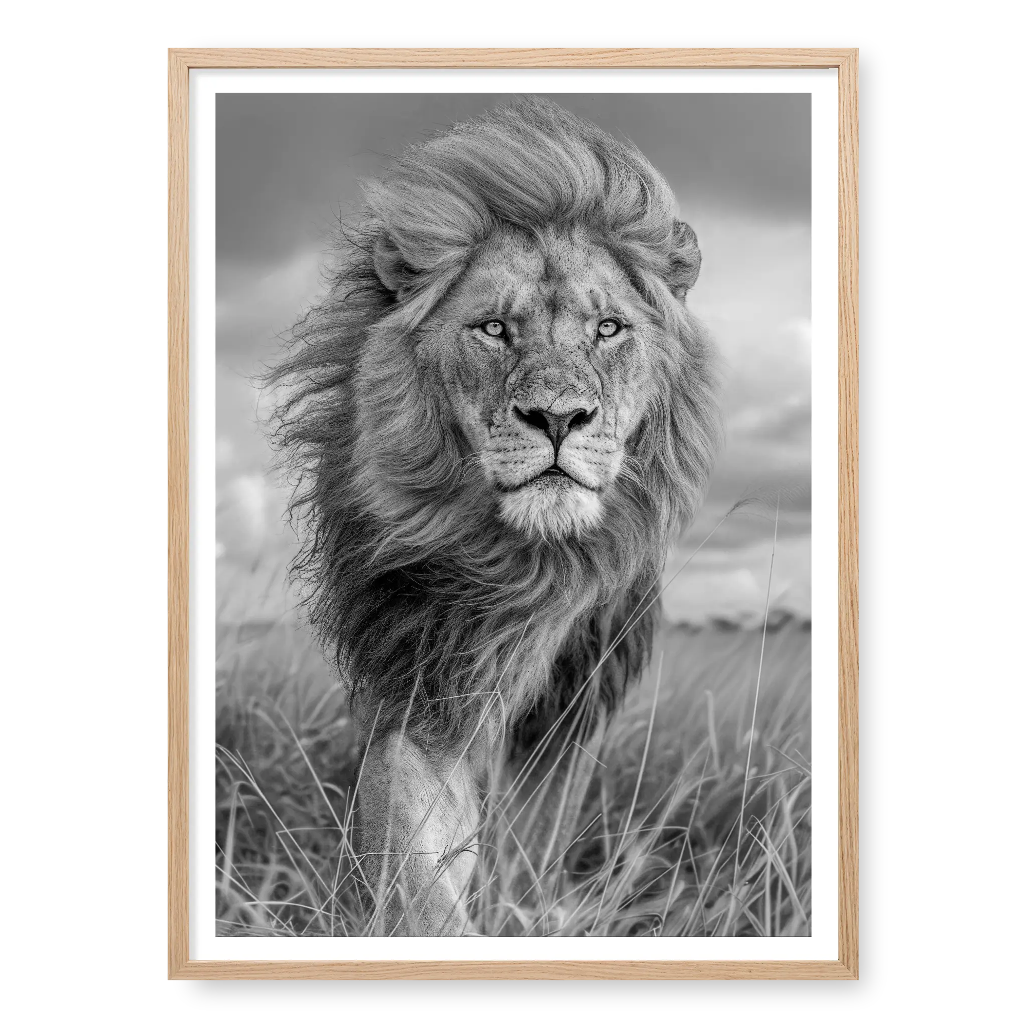 Portrait of a male lion with a thick mane looking stoic and regal, black and white art print titled Majesty in natural oak frame