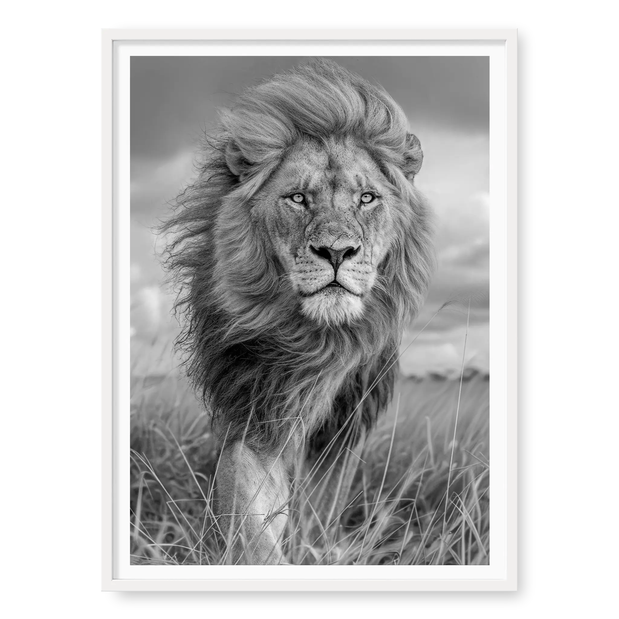 Portrait of a male lion with a thick mane looking stoic and regal, black and white art print titled Majesty in white frame