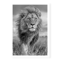 Portrait of a male lion with a thick mane looking stoic and regal, black and white art print titled Majesty