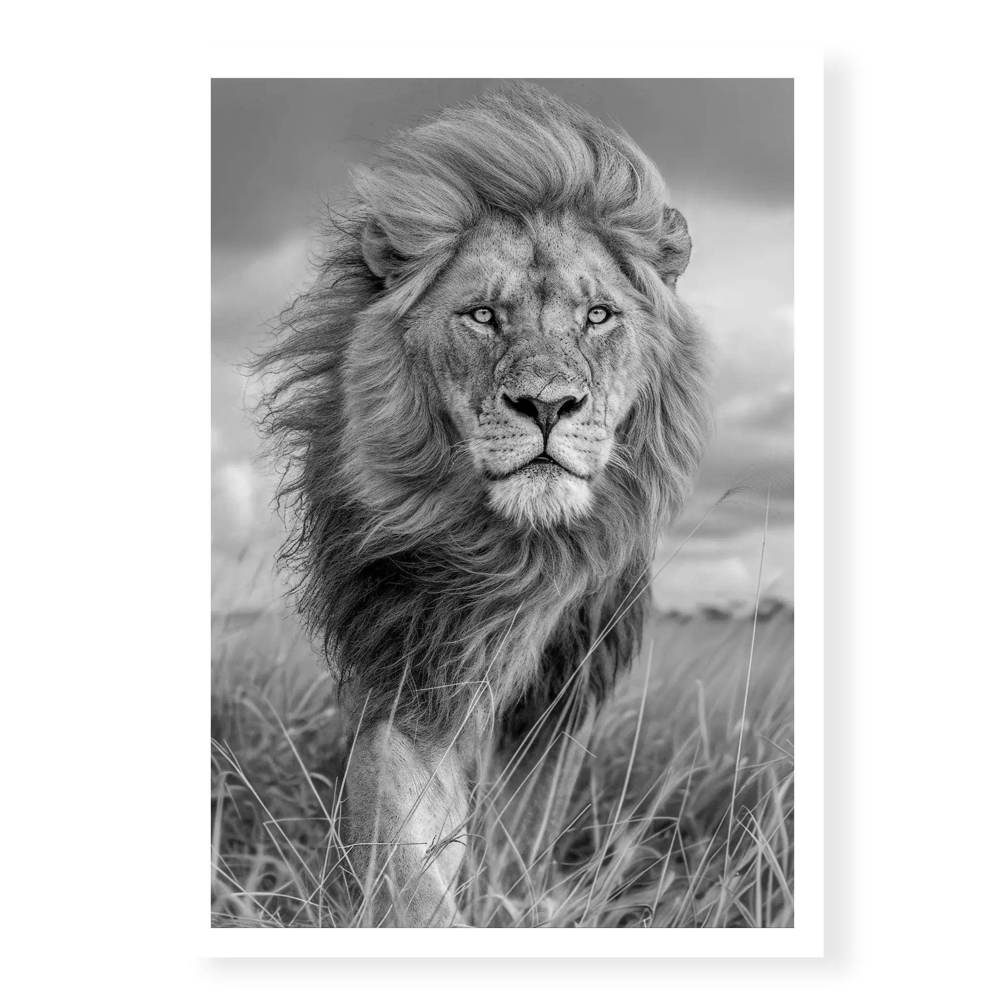Portrait of a male lion with a thick mane looking stoic and regal, black and white art print titled Majesty
