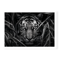 Close-up of a tiger's face partially hidden by tall dark grass with intense eyes looking forward, black and white art print titled Paranoia