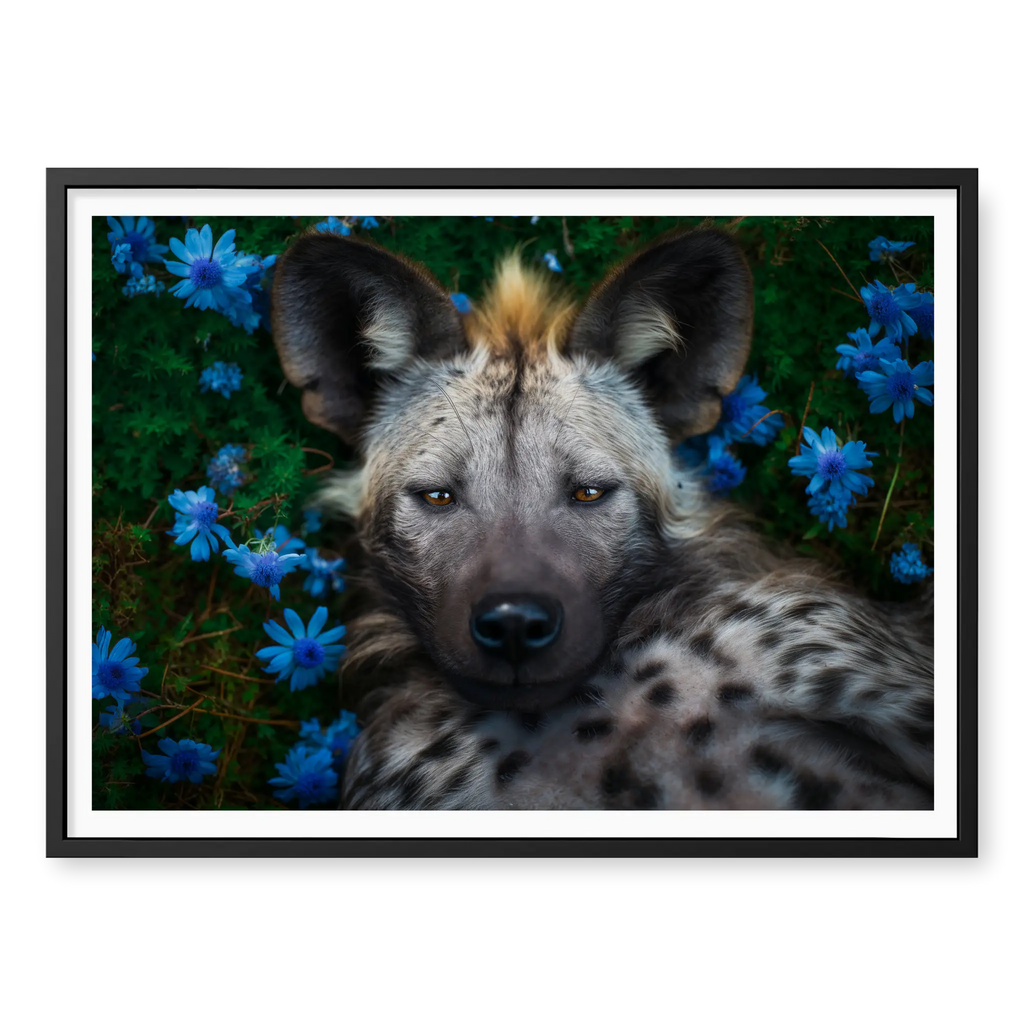 Top-down view of a spotted hyena lying on its back surrounded by bright blue flowers and green leaves, art print titled Peace in black frame