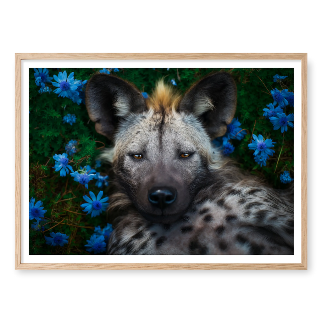 Top-down view of a spotted hyena lying on its back surrounded by bright blue flowers and green leaves, art print titled Peace in natural oak frame