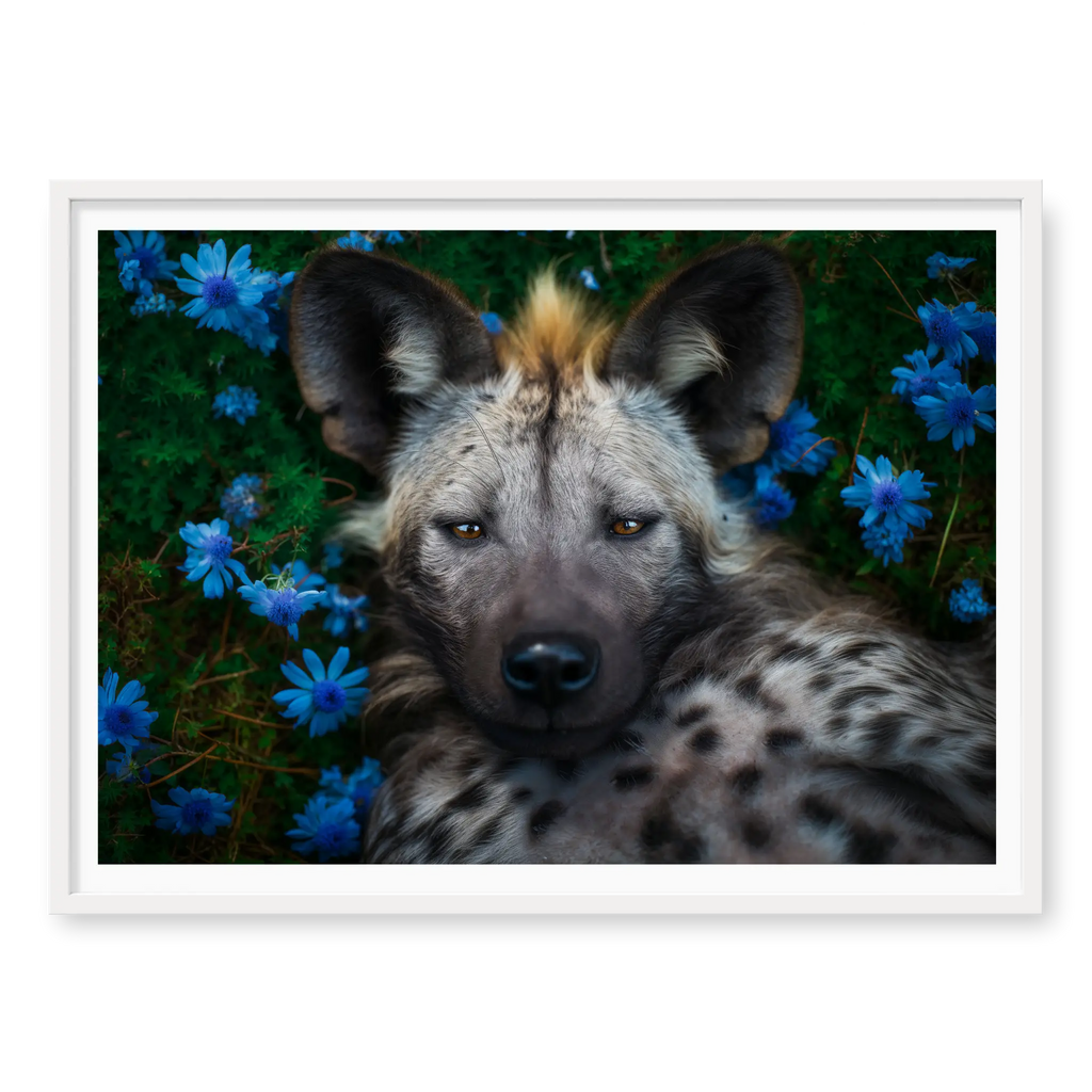 Top-down view of a spotted hyena lying on its back surrounded by bright blue flowers and green leaves, art print titled Peace in white frame