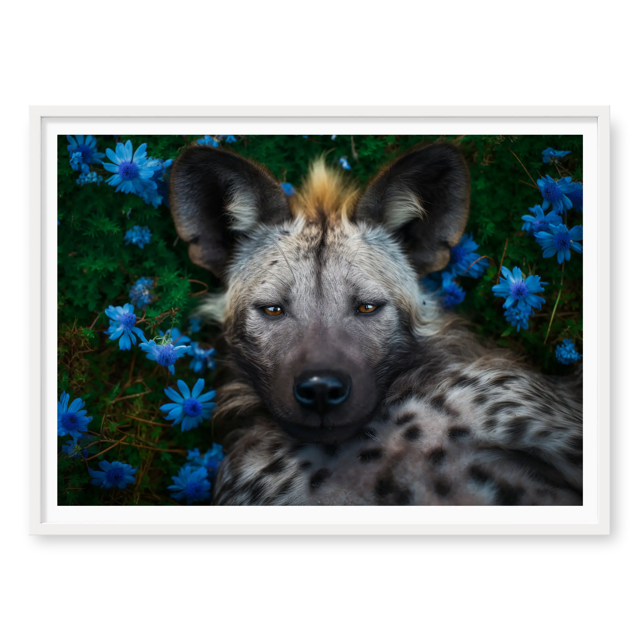 Top-down view of a spotted hyena lying on its back surrounded by bright blue flowers and green leaves, art print titled Peace in white frame
