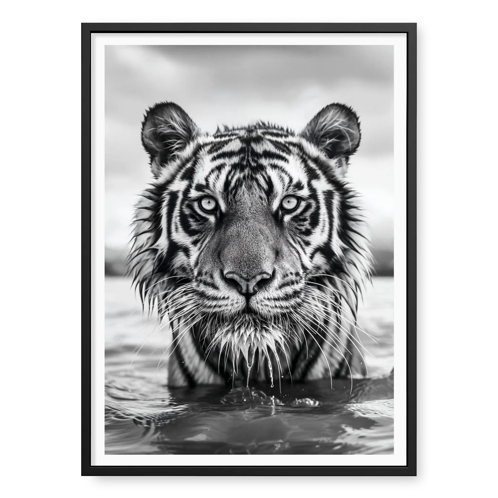 Close-up front-facing portrait of a Bengal tiger wading in water with wet fur and intense gaze, black and white art print titled Pi in black frame