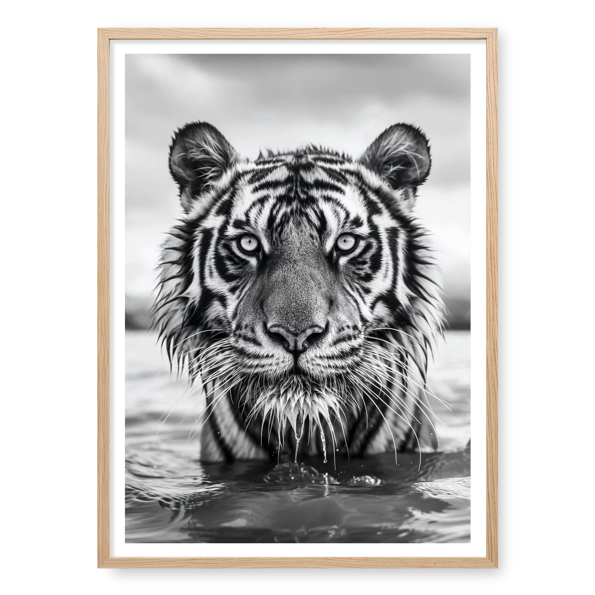 Close-up front-facing portrait of a Bengal tiger wading in water with wet fur and intense gaze, black and white art print titled Pi in natural oak frame