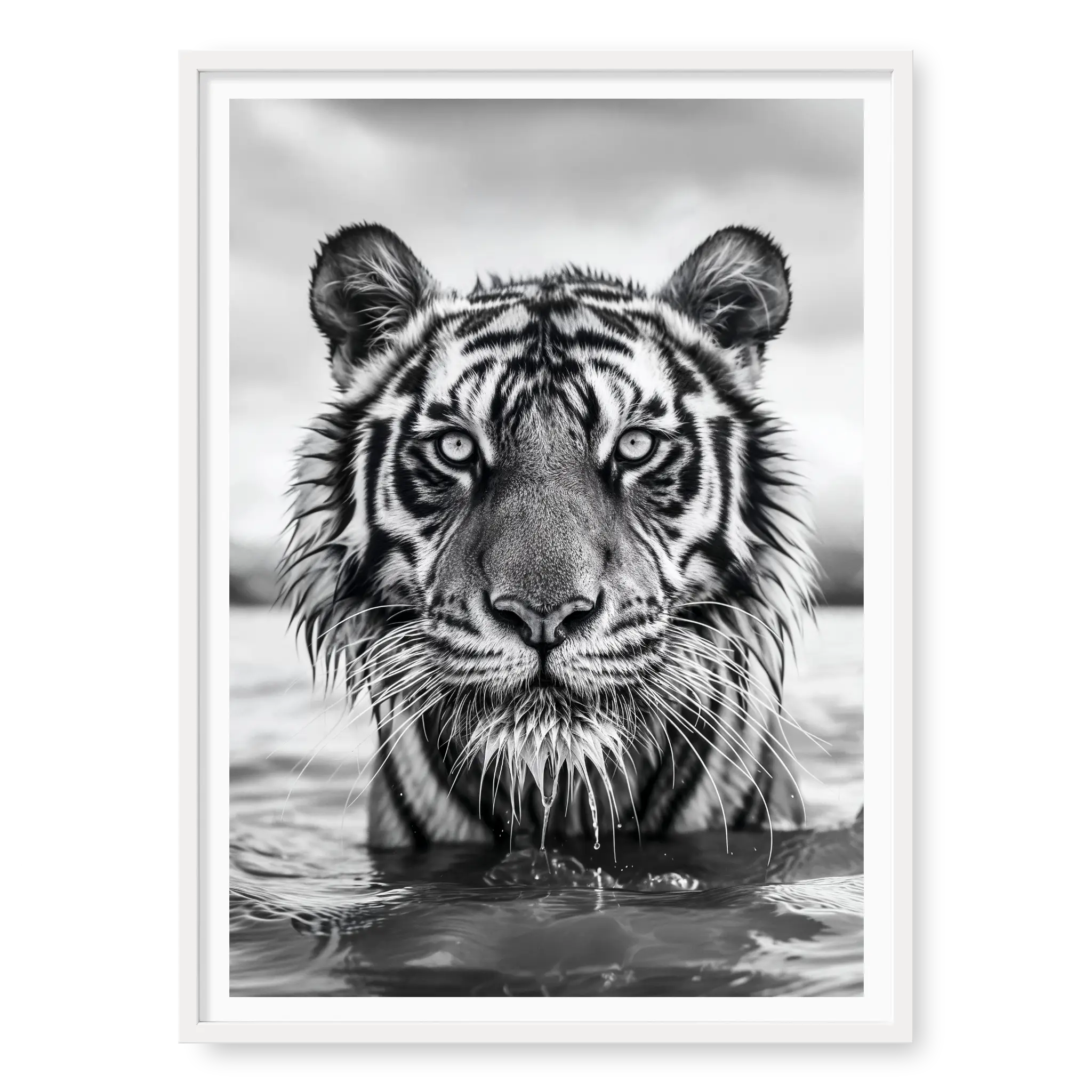 Close-up front-facing portrait of a Bengal tiger wading in water with wet fur and intense gaze, black and white art print titled Pi in white frame