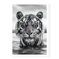 Close-up front-facing portrait of a Bengal tiger wading in water with wet fur and intense gaze, black and white art print titled Pi