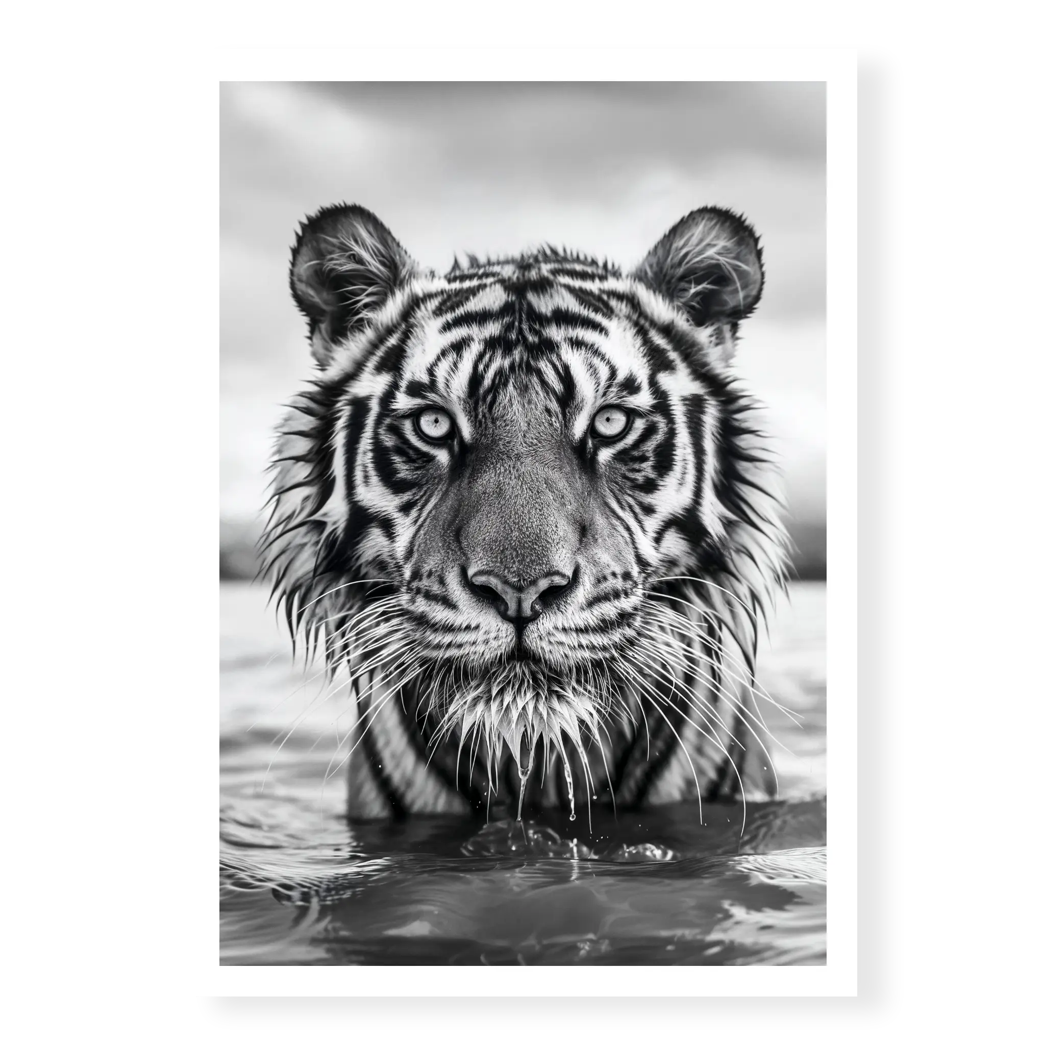 Close-up front-facing portrait of a Bengal tiger wading in water with wet fur and intense gaze, black and white art print titled Pi