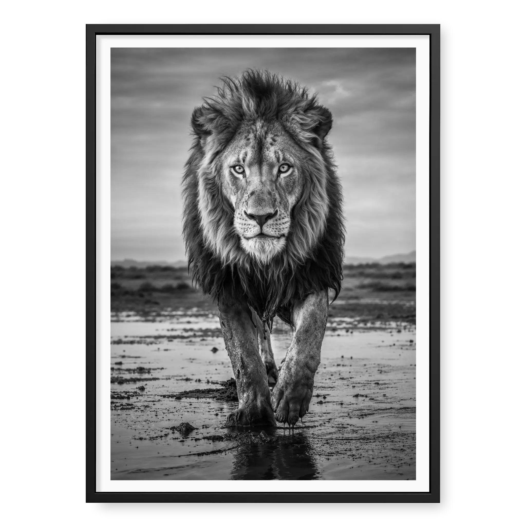 Full body view of a male lion walking directly towards the camera on wet muddy ground with reflections, black and white art print titled Pride in black frame