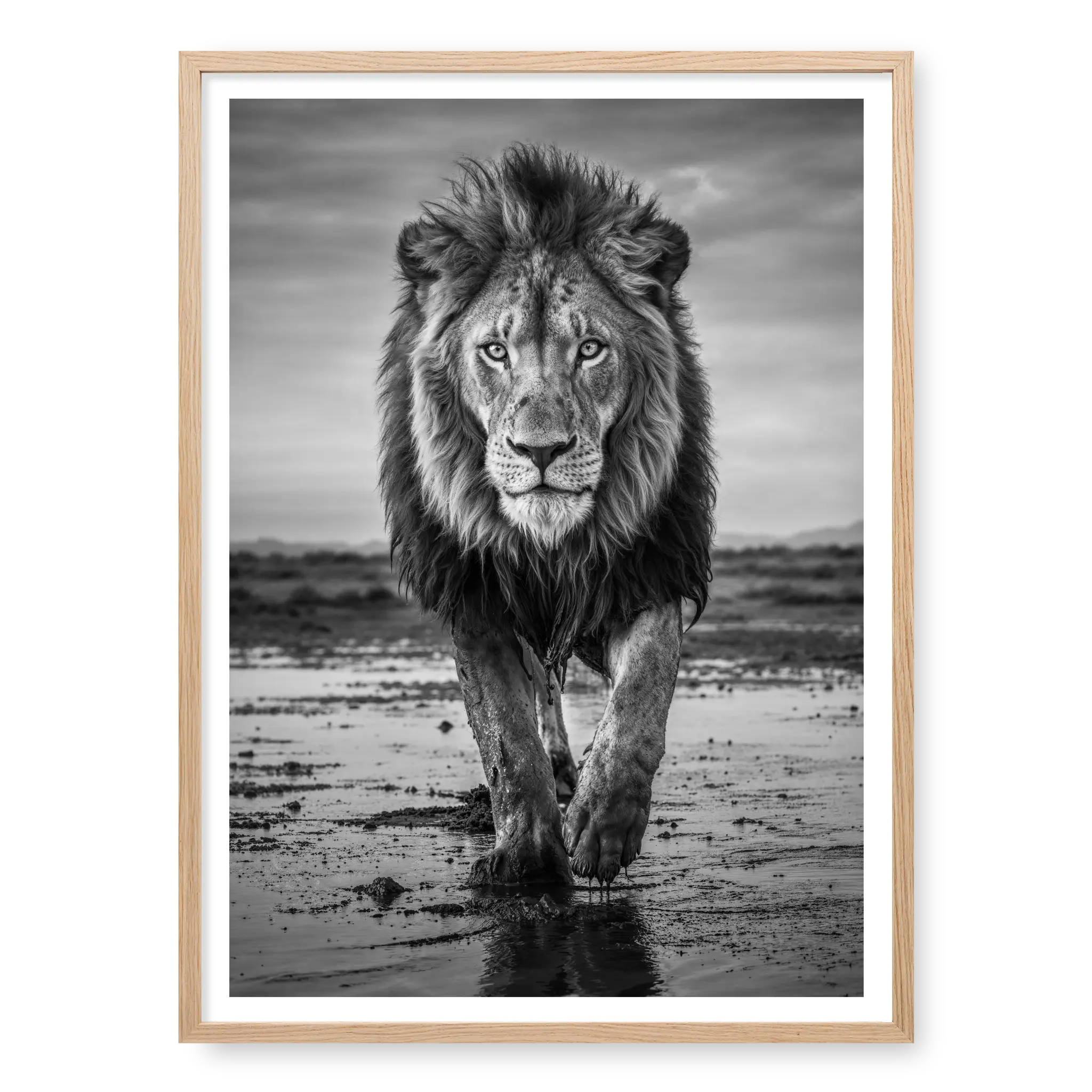 Full body view of a male lion walking directly towards the camera on wet muddy ground with reflections, black and white art print titled Pride in natural oak frame